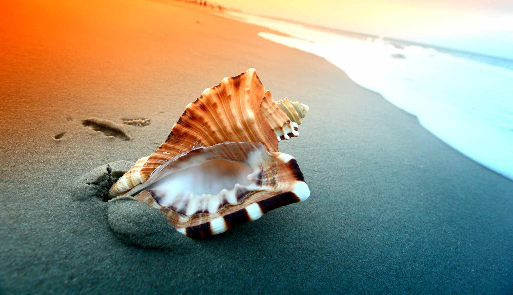 Orange sky with a sea shell in front view